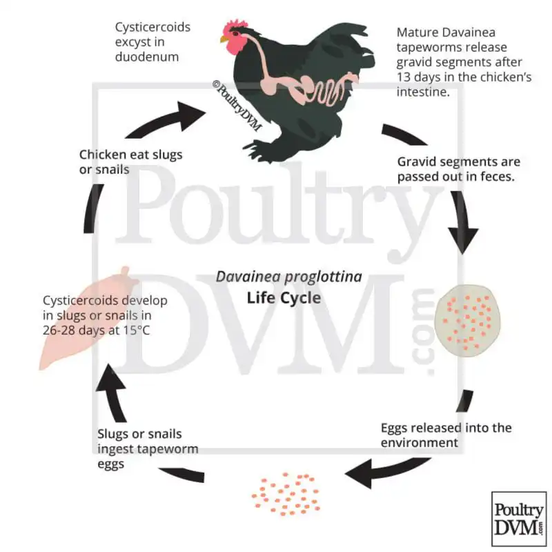 Duck Parasites: Tapeworms lifecycle