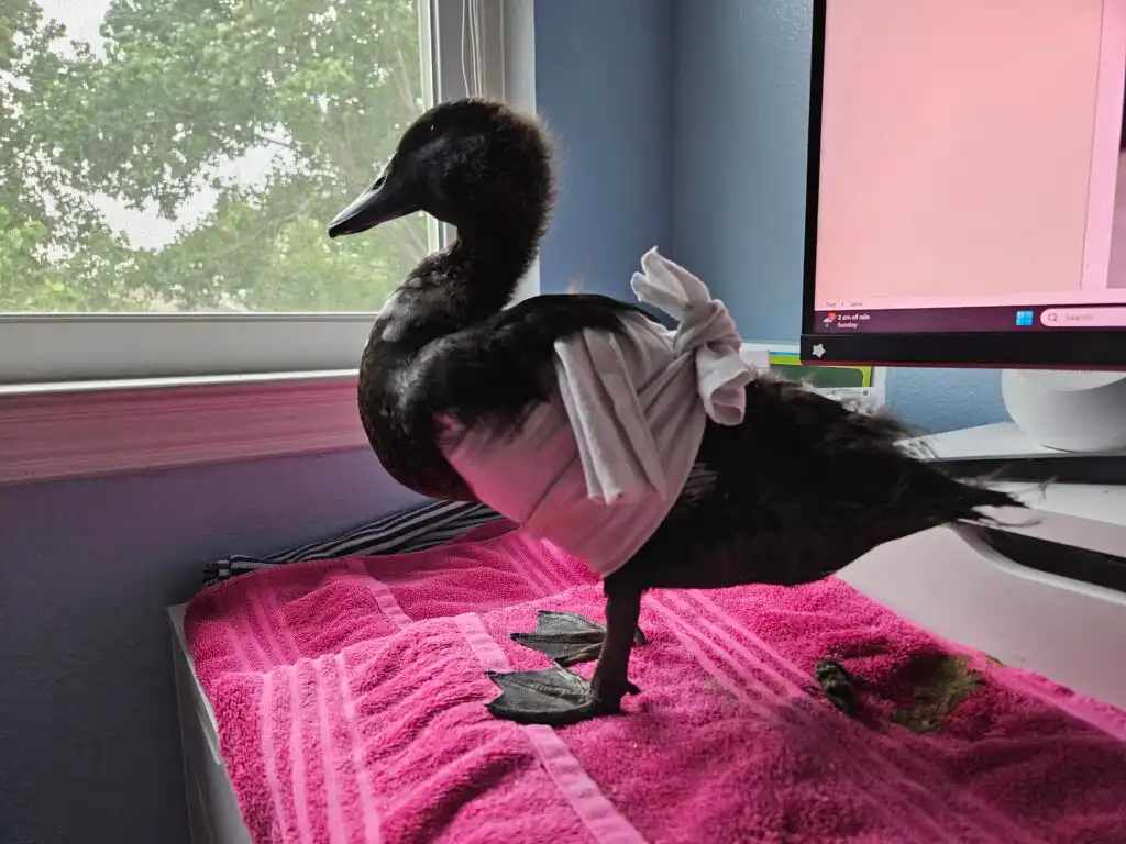 duck with angel wing