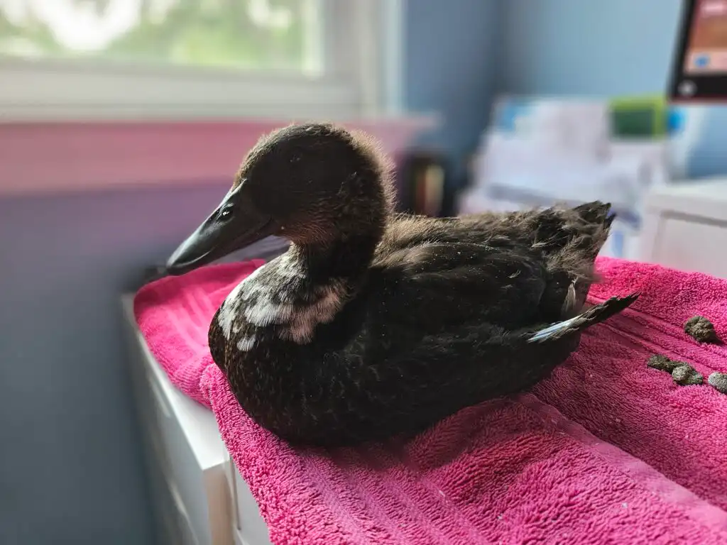 duck with angel wing