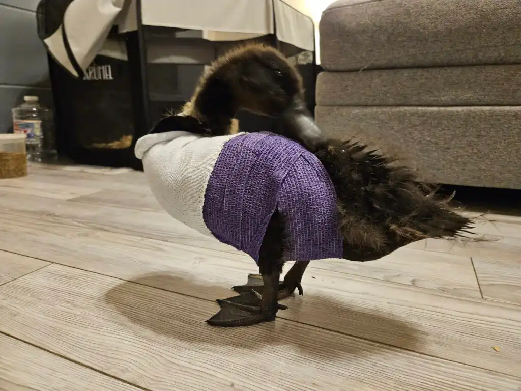 duck with angel wing