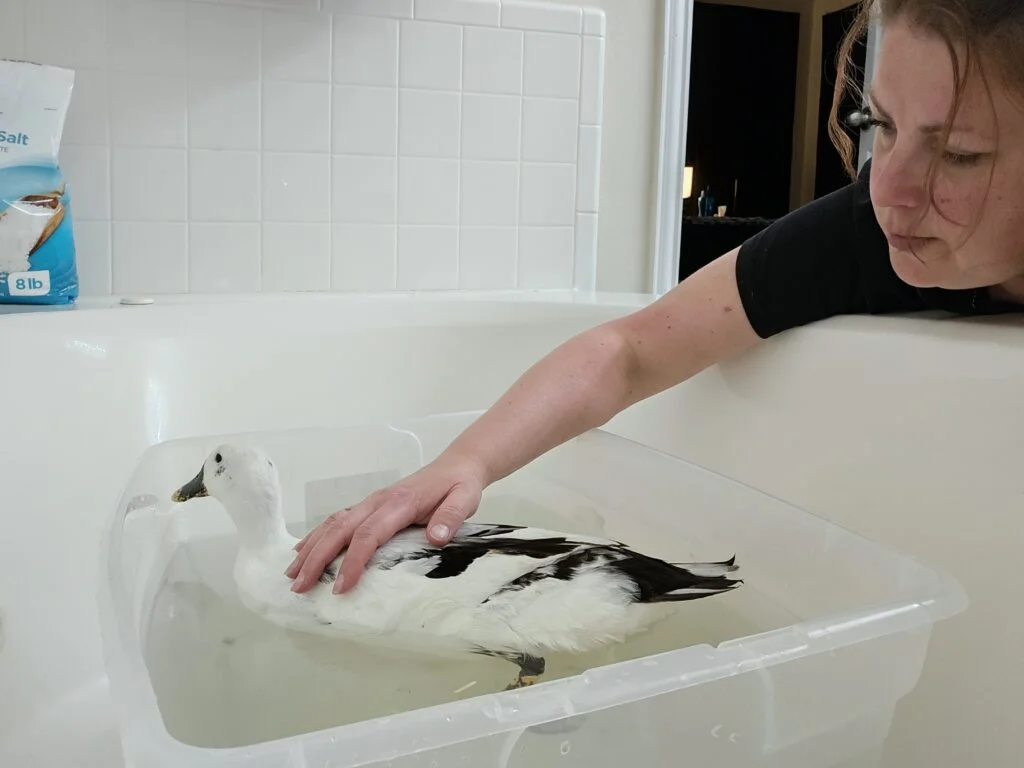 Egg-bound duck taking a bath