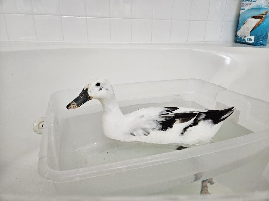 egg-bound duck taking a bath to relax the muscles
