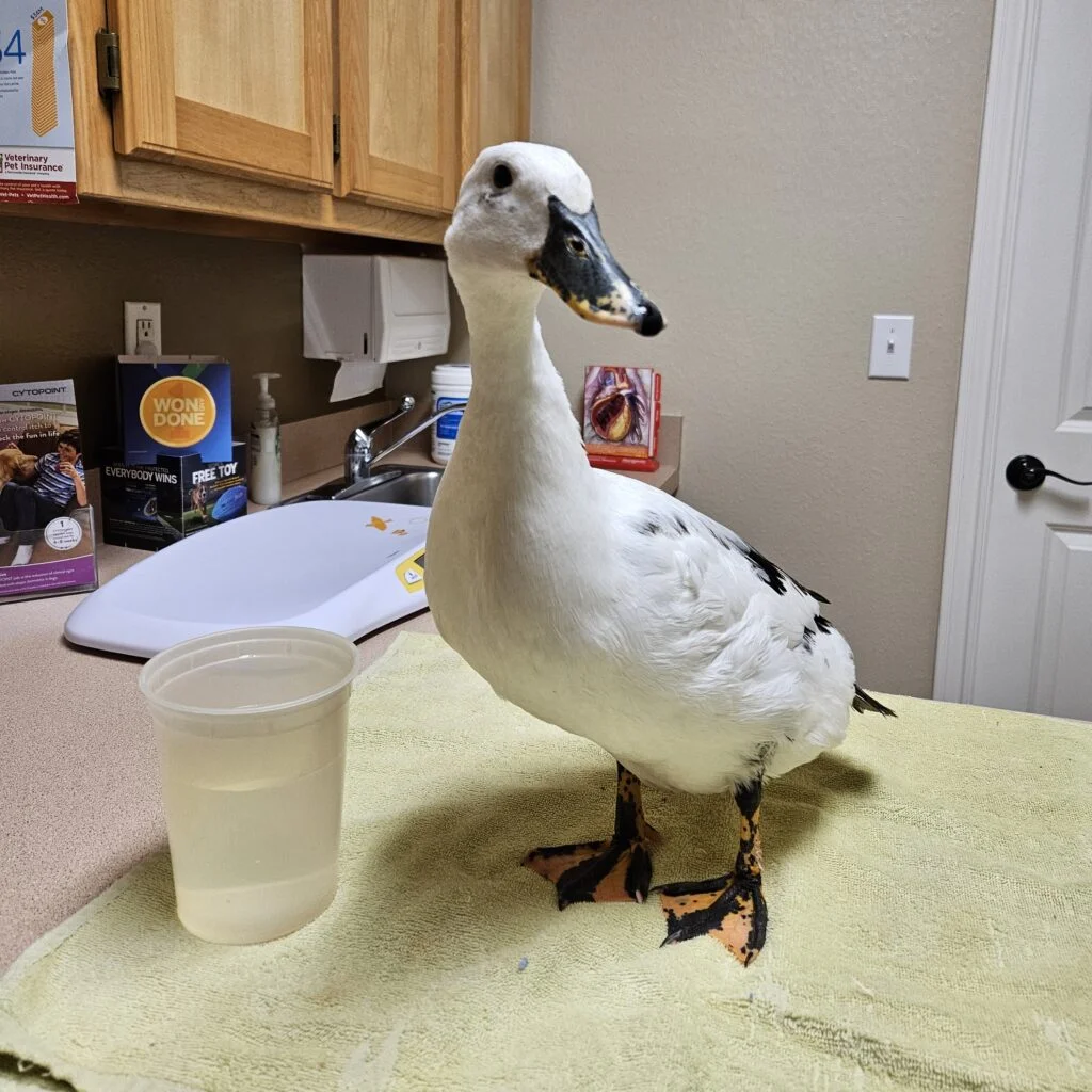 Our duck Penny at the Vet