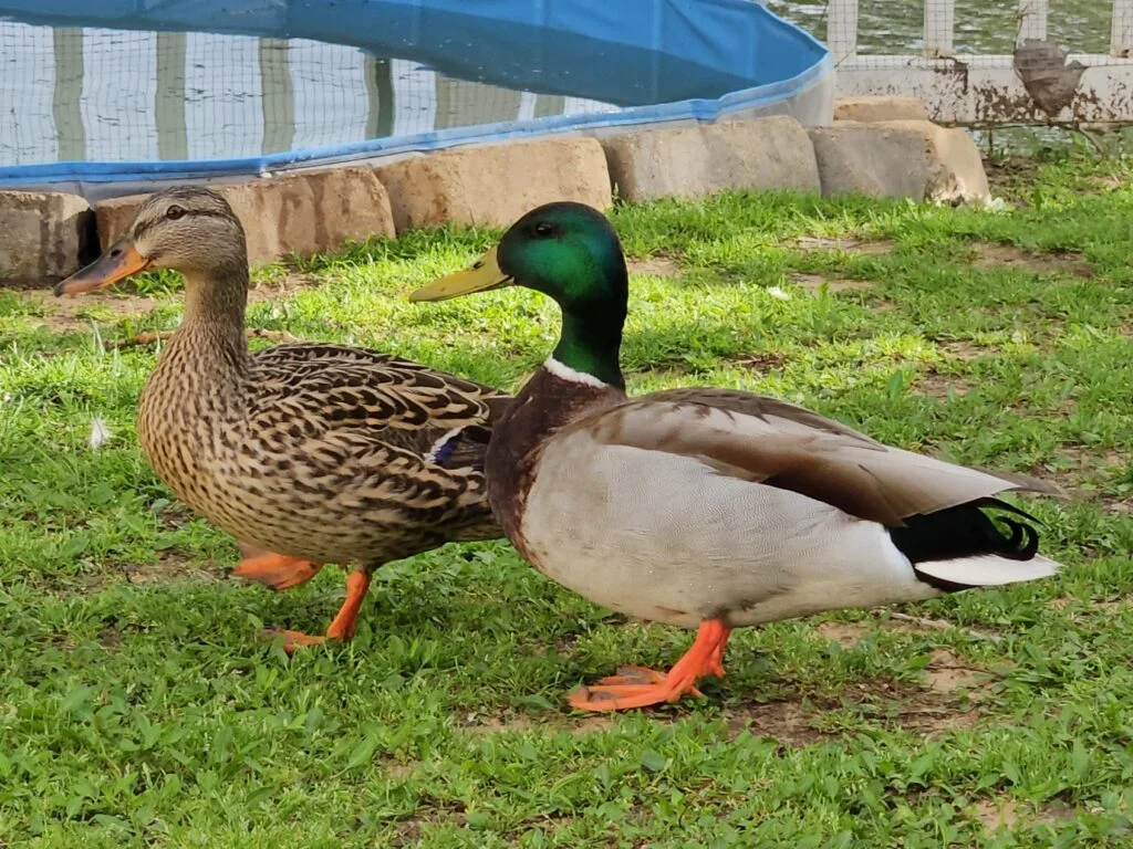 Ultimate Duck Breed Comparison Guide Find The Right Duck For Your Flock Ultimate Duck Breed Comparison Guide Find The Right Duck For Your Flock