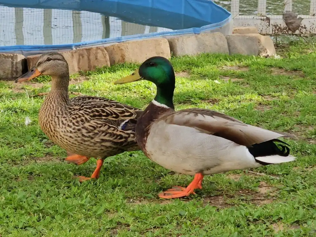 male and female mallard duck