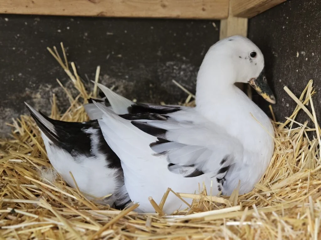 Female Ancona Duck on Nest