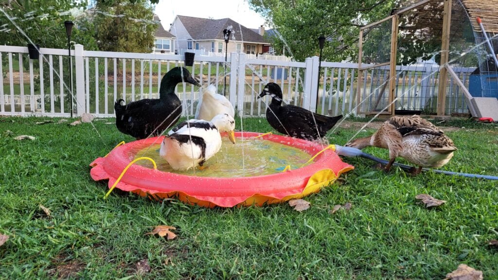 keeping ducks cool in the summer with a spalsh pad