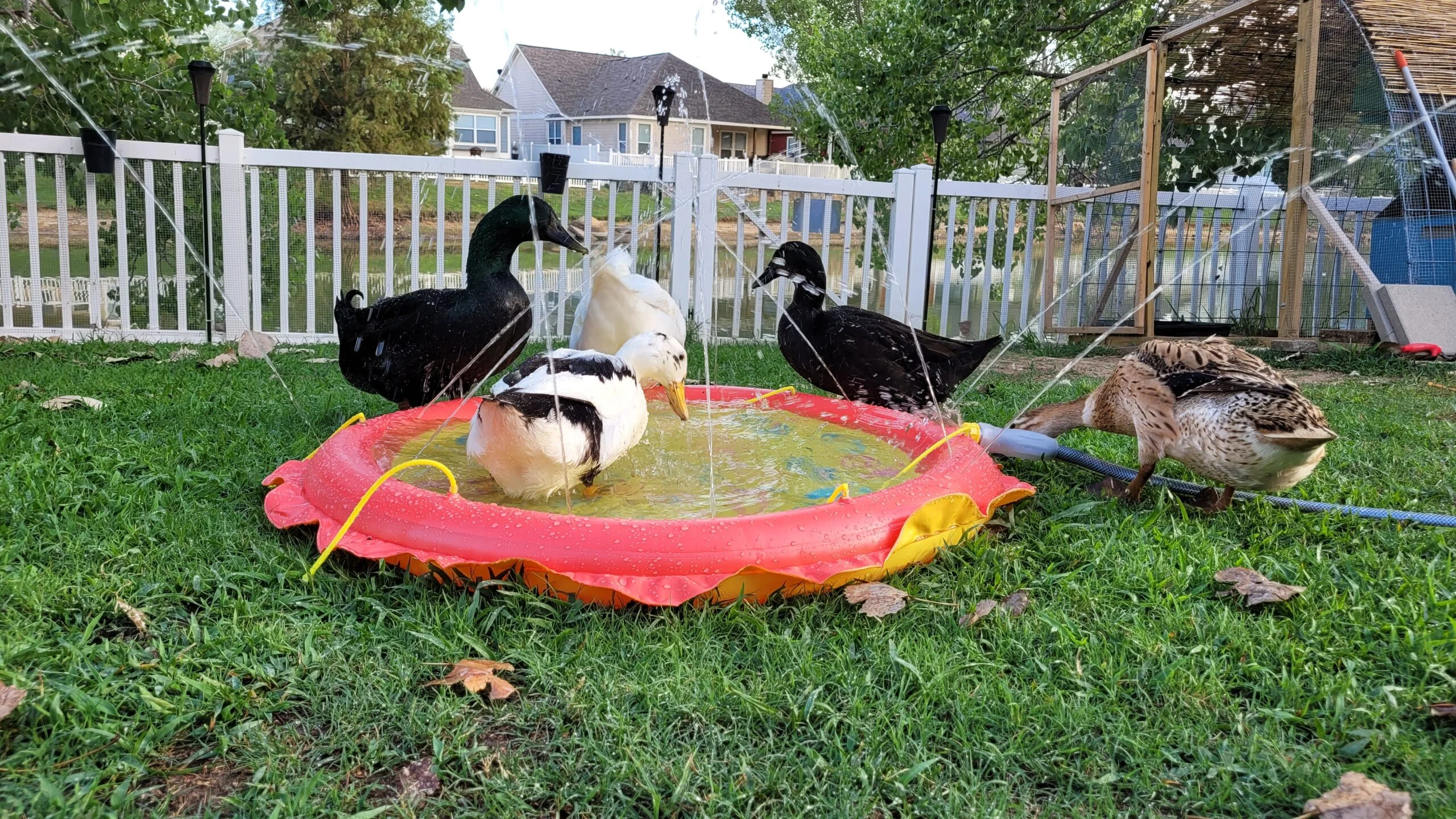 Water is essential for ducks