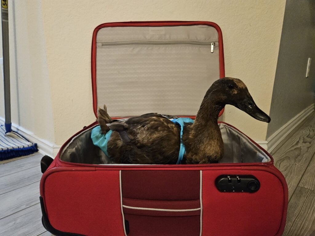 duck in a piece of luggage ready to travel