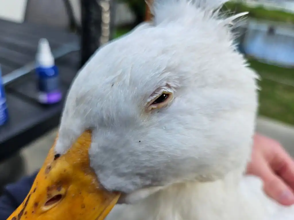 Eye Infections in Ducks