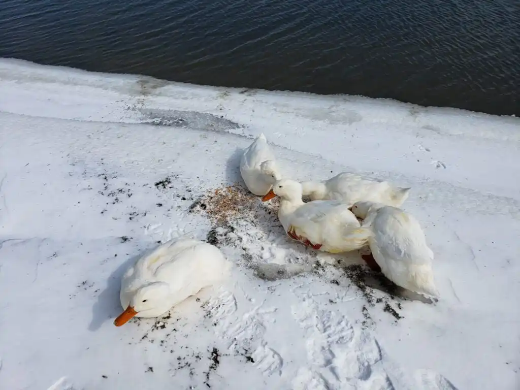 A group of Dumped Ducks at a local park during winter sitting on snow and ice.