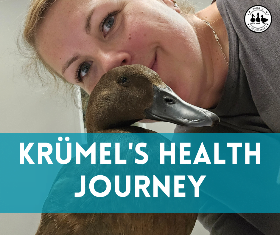 Krümel's Health Journey