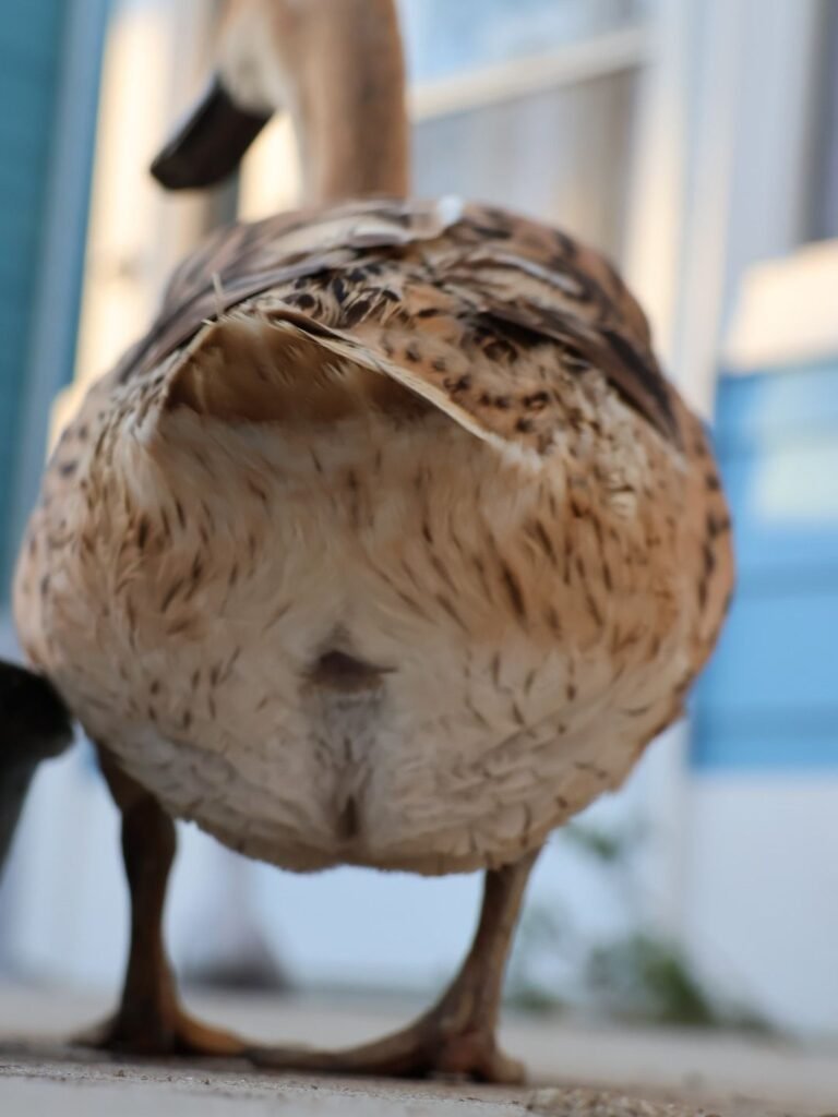 backside of the duck