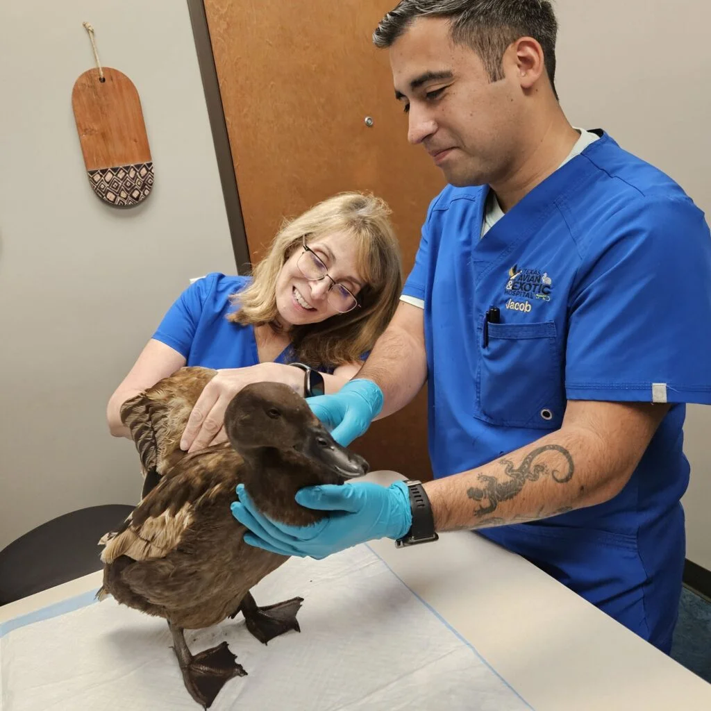 duck savvy-vet