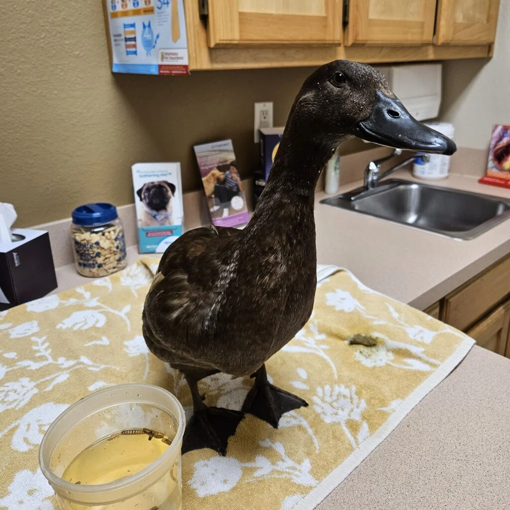 Duck a the vet