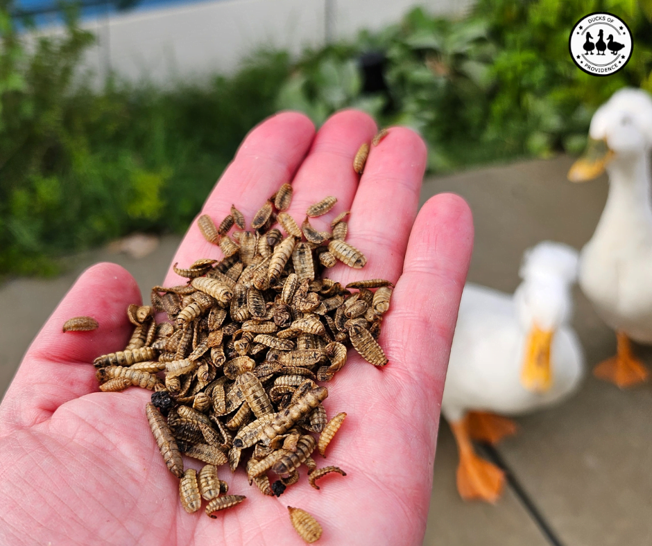 How Duck Eggs Are Made: The Science Behind Duck Egg Laying Process