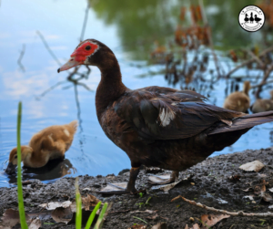 Muscovy Ducks