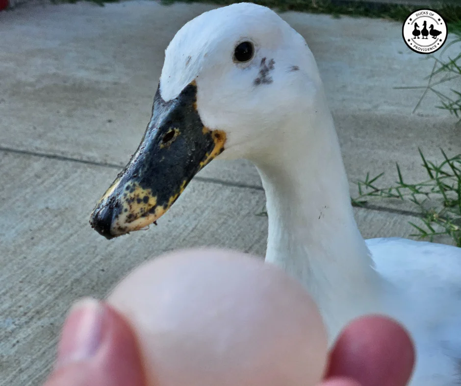 How duck eggs are made