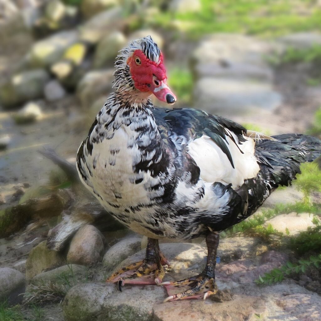 Muscovy Ducks