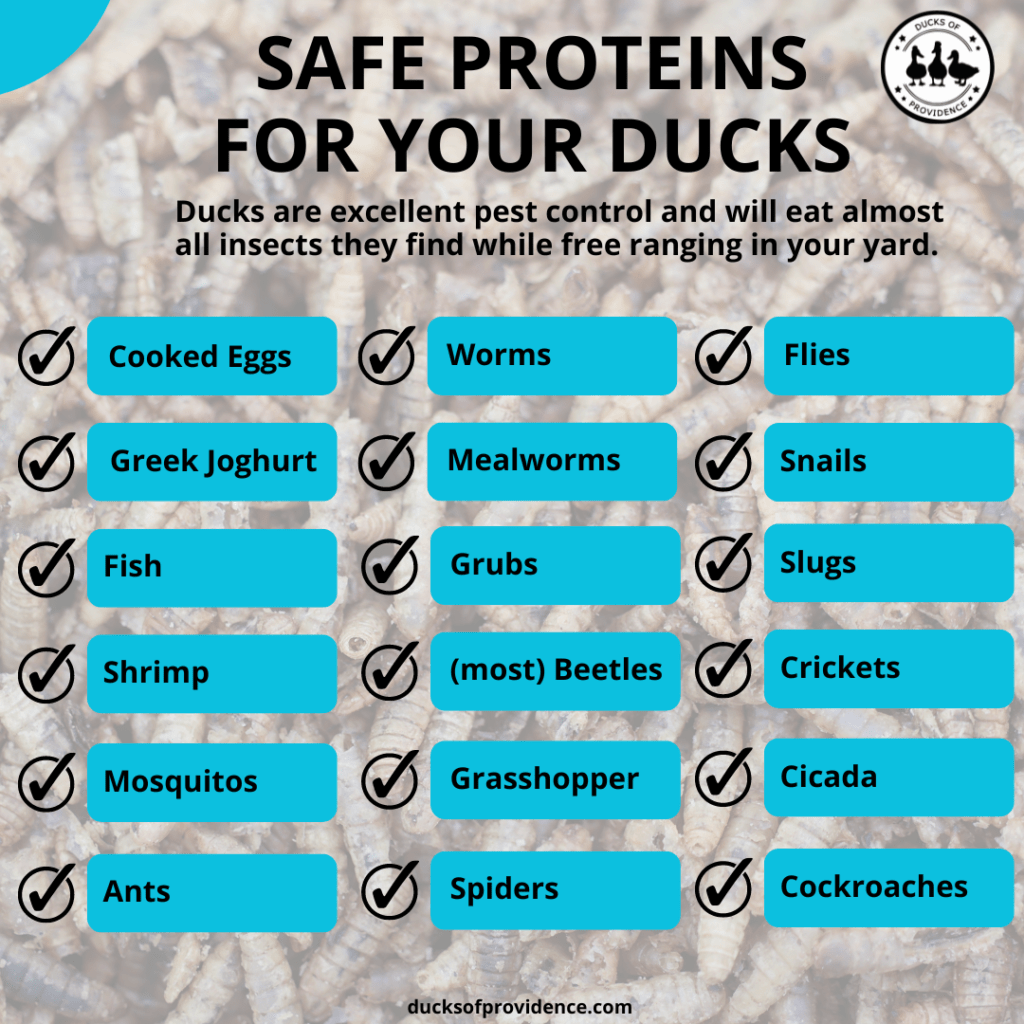 Infographic: safe protein for ducks