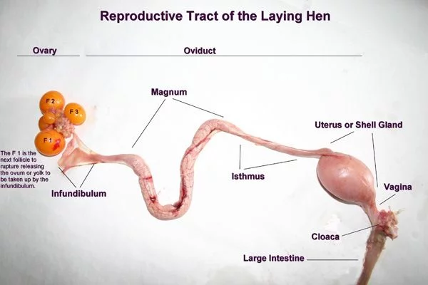 This is how duck eggs are made: Inside the reproductive tract of the duck.