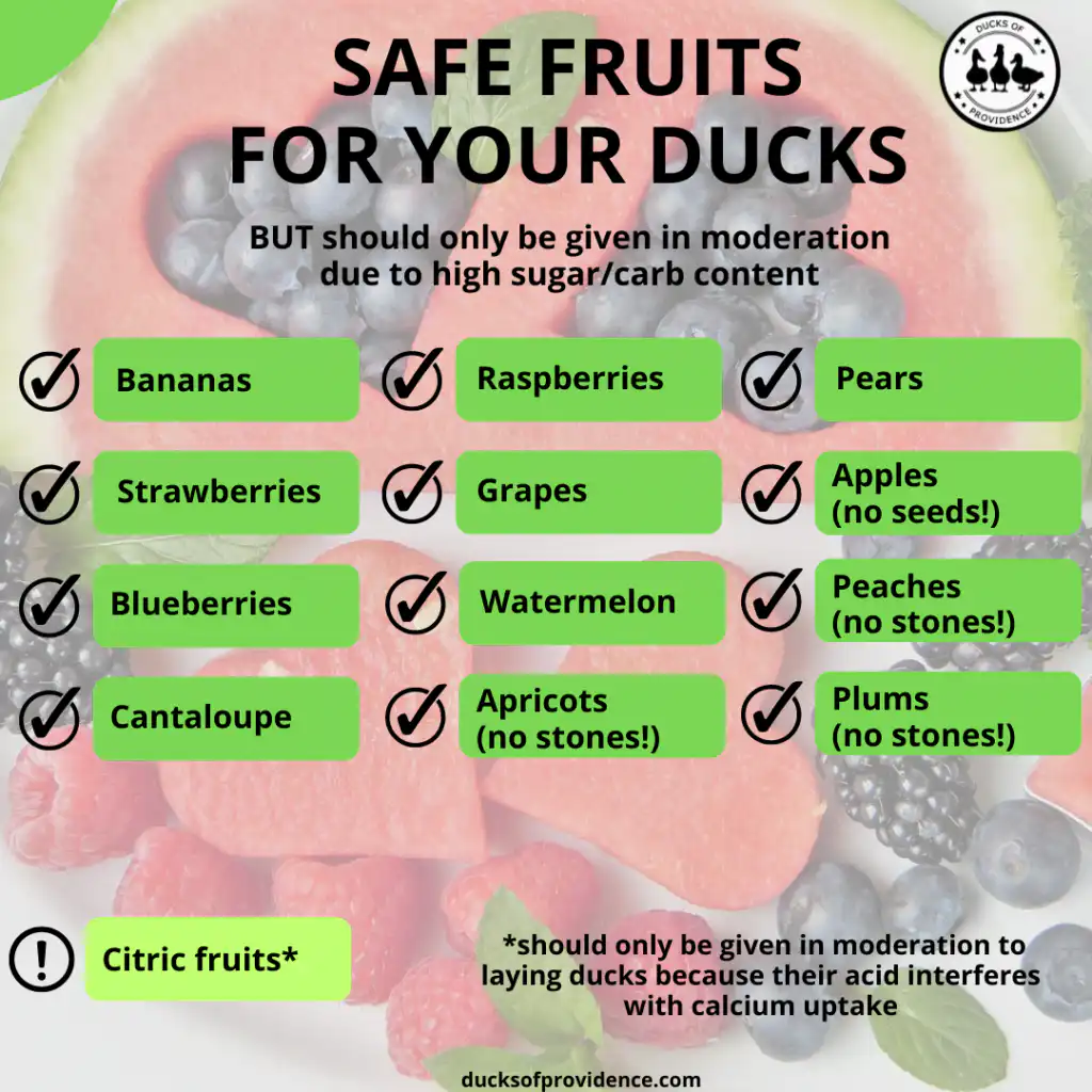 foods ducks can and can't eat - fruits