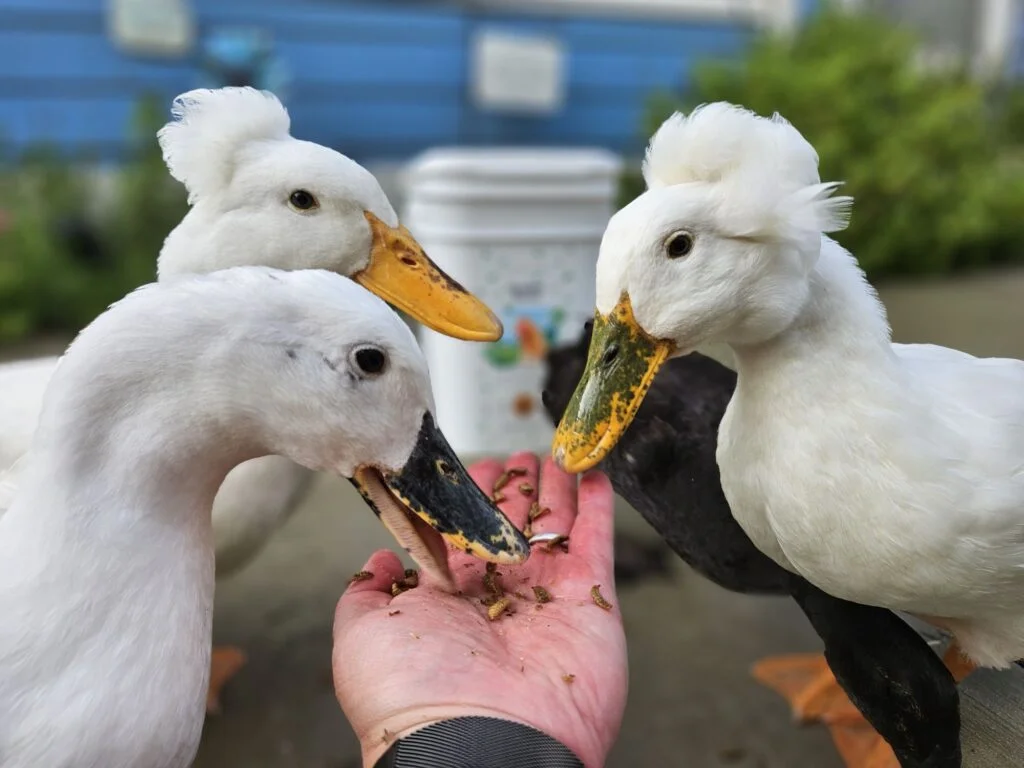 GrbblyFarms grubs and ducks