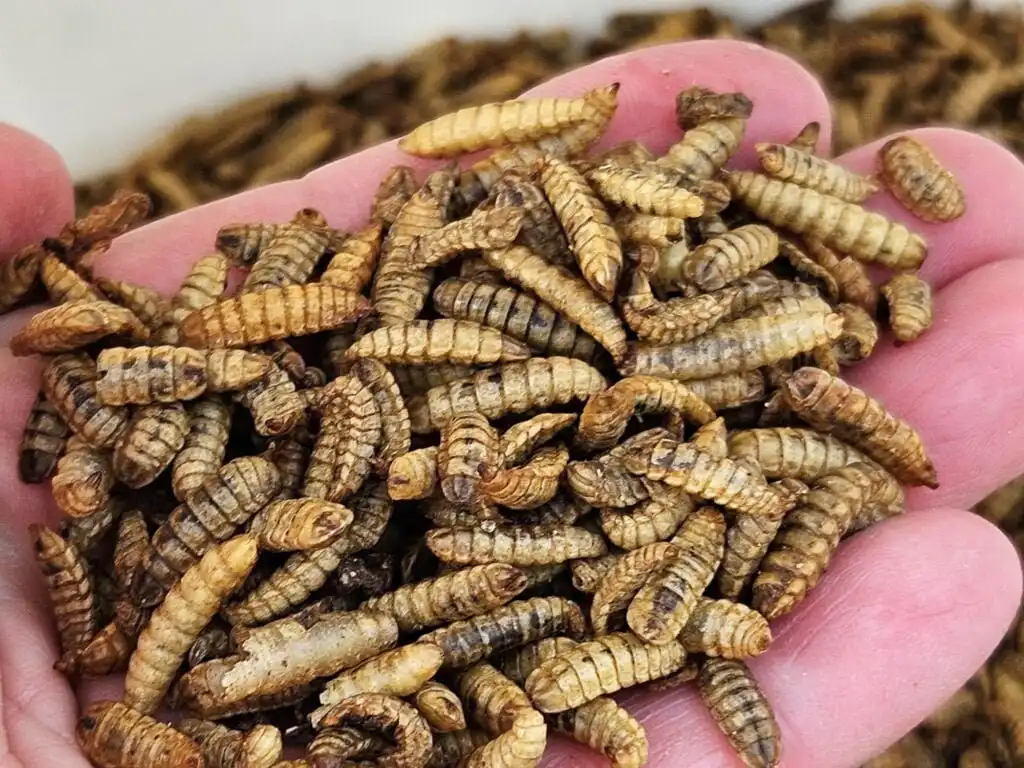 BSFL black soldier fly larvae