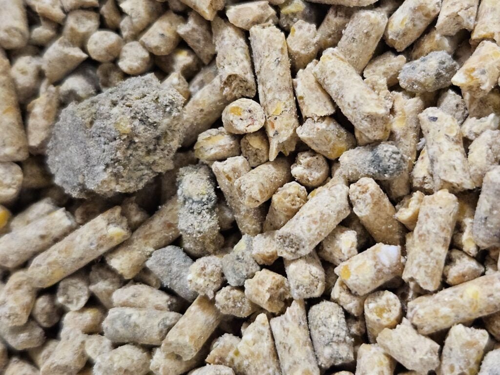 moldy duck feed