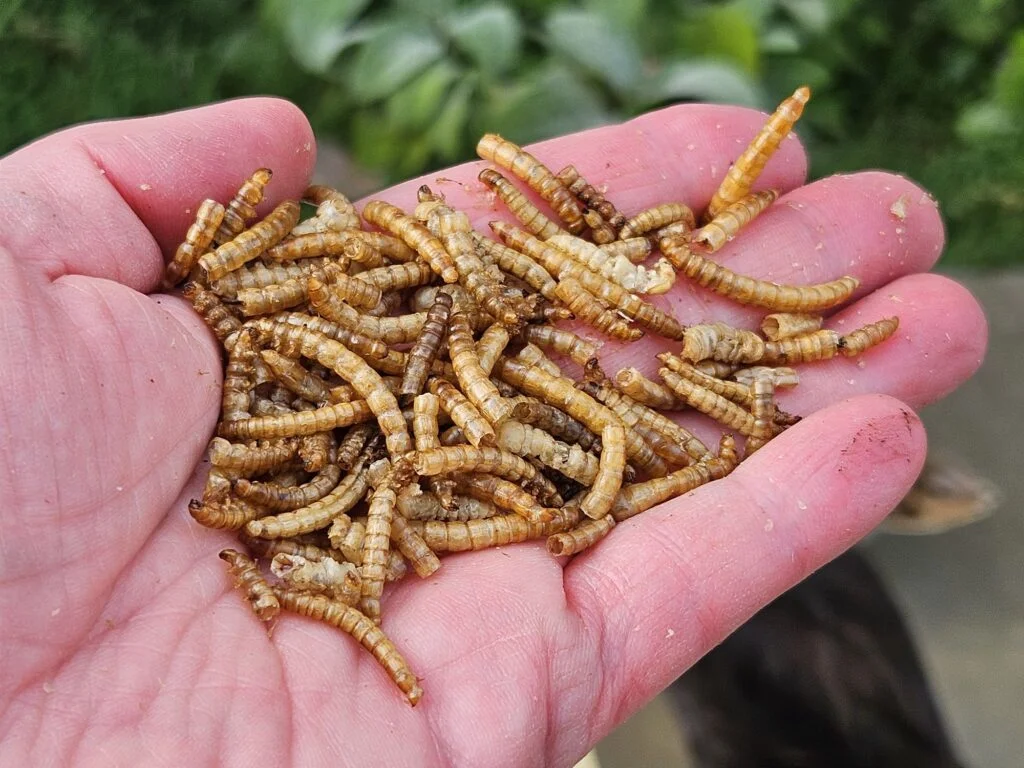 Mealworms