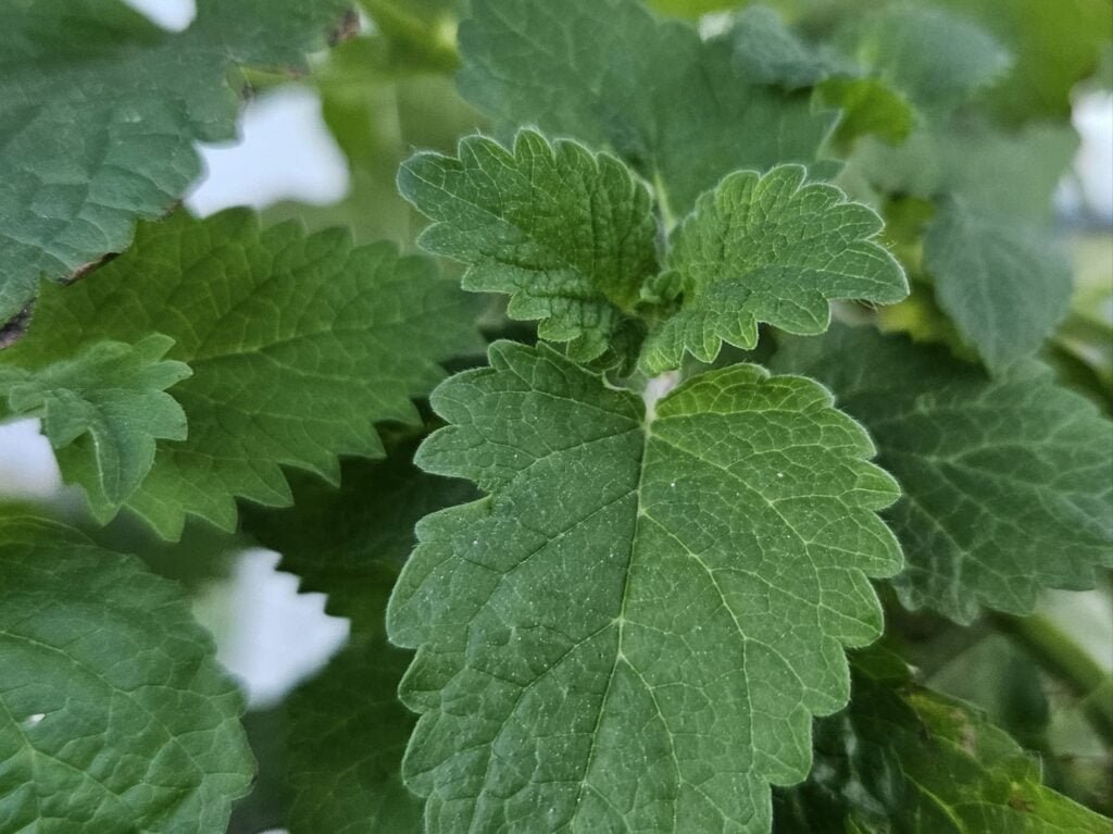 mint - a safe plant for ducks