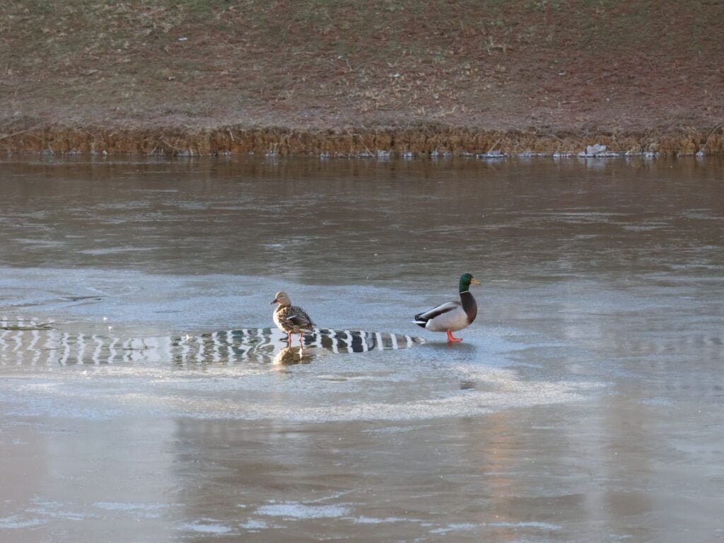 ducks on frozen pond