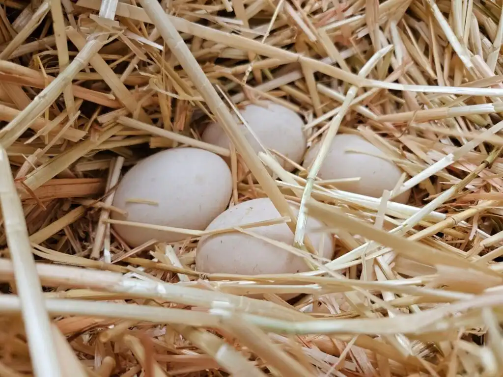 duck eggs in nest