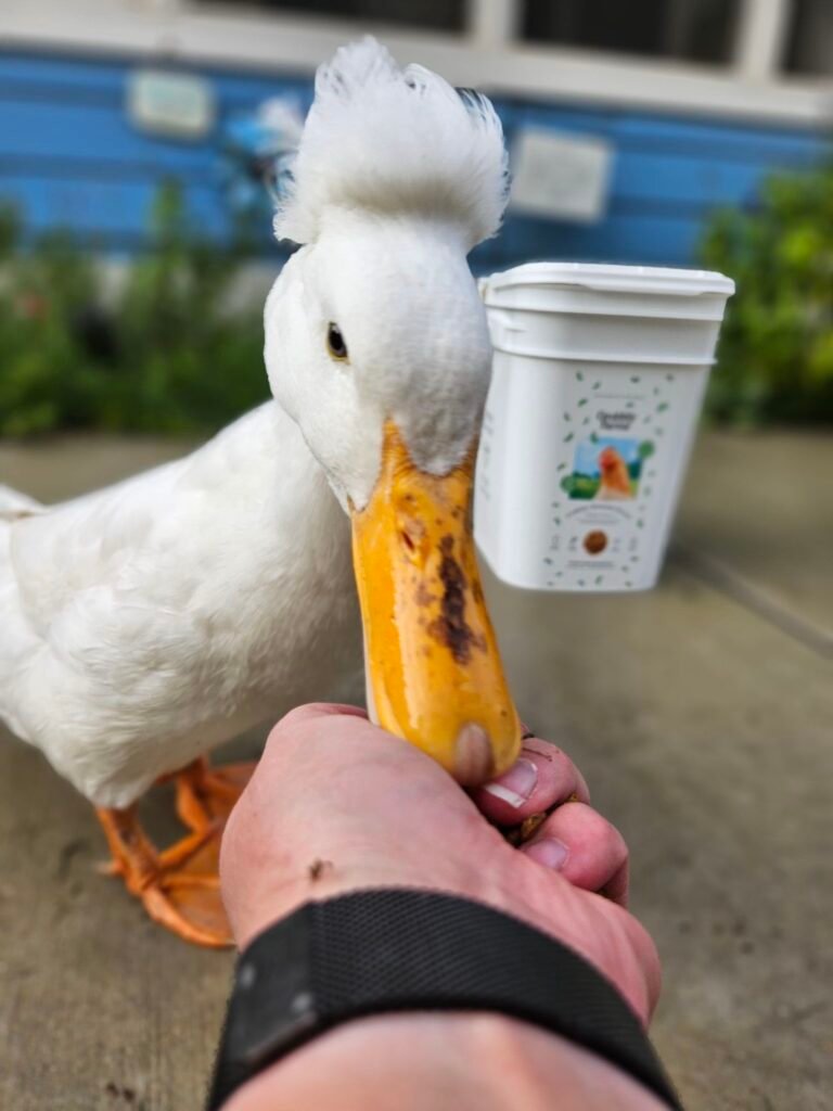 hand feeding a duck with grubs
