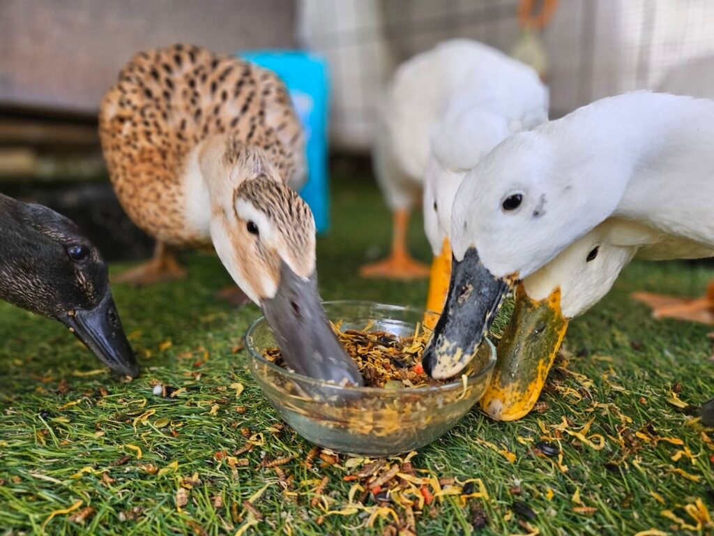 Ducks eating Omega Mix