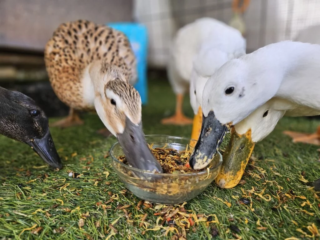 Ducks eating Omega Mix