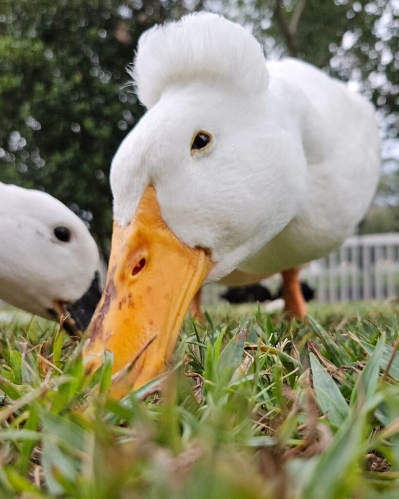 free ranging duck