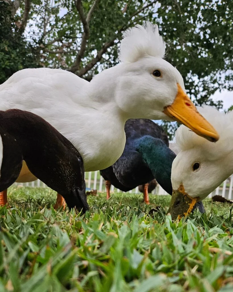 group of ducks