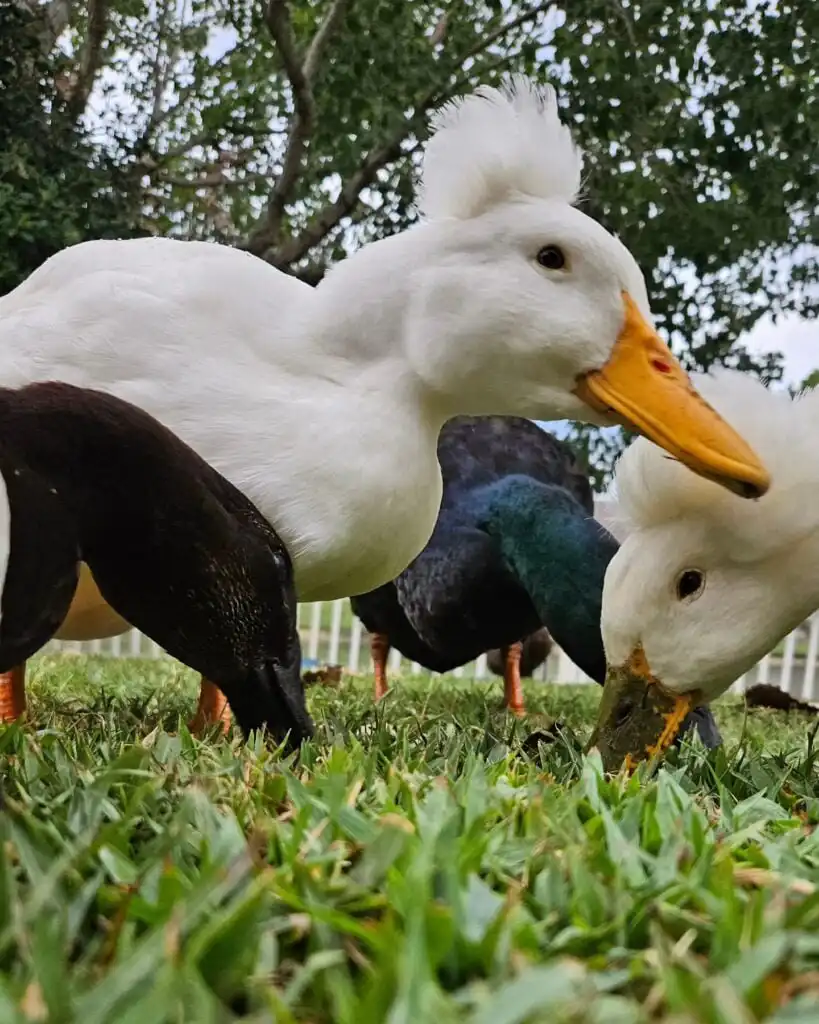 group of ducks