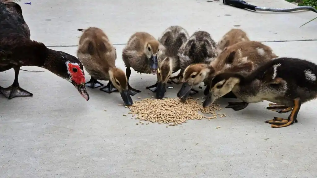 hatching ducks: natural hatching by a duck mom