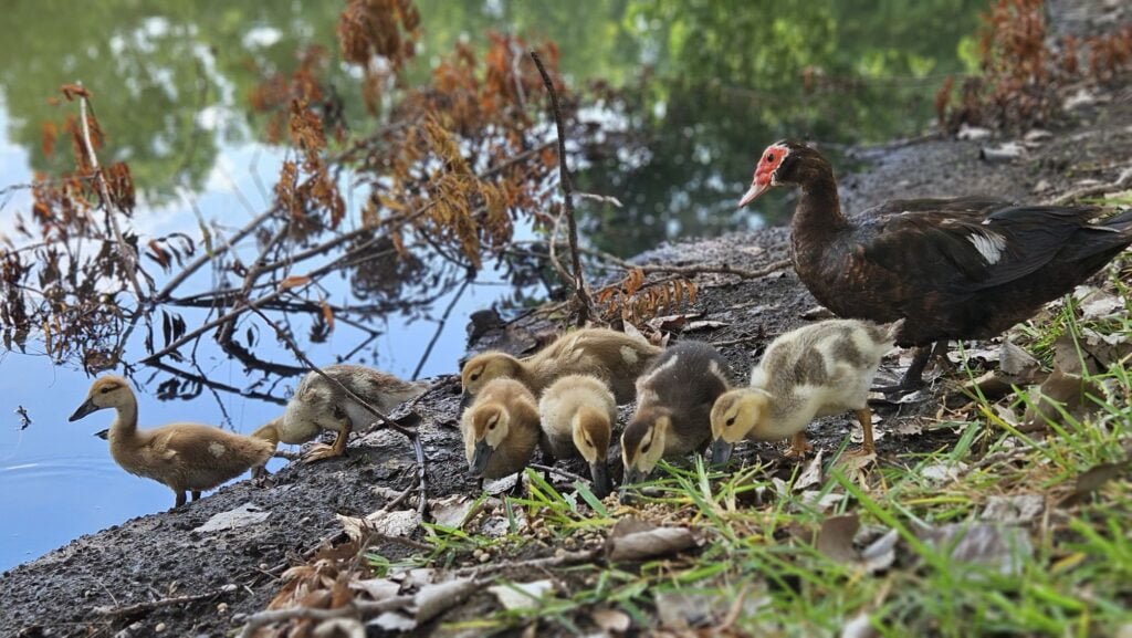 muscovy duck with her ducklings