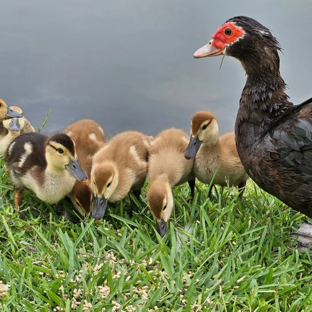 Muscovy Ducks - mom and her ducklings