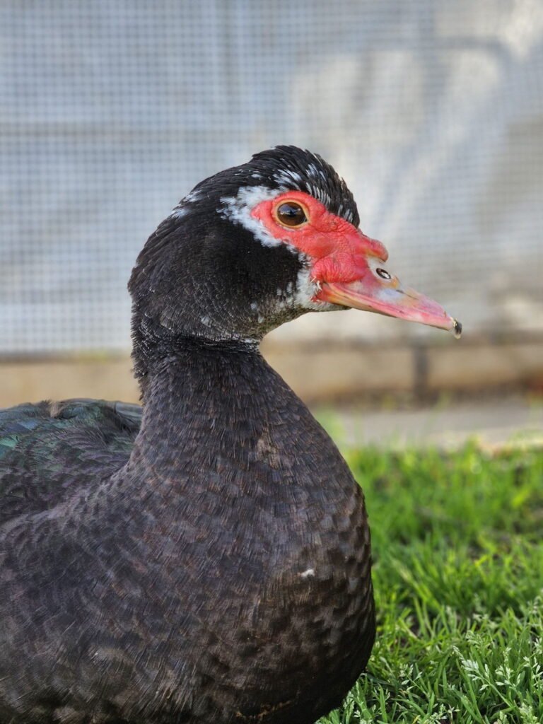 Muscovy Duck - Caruncles