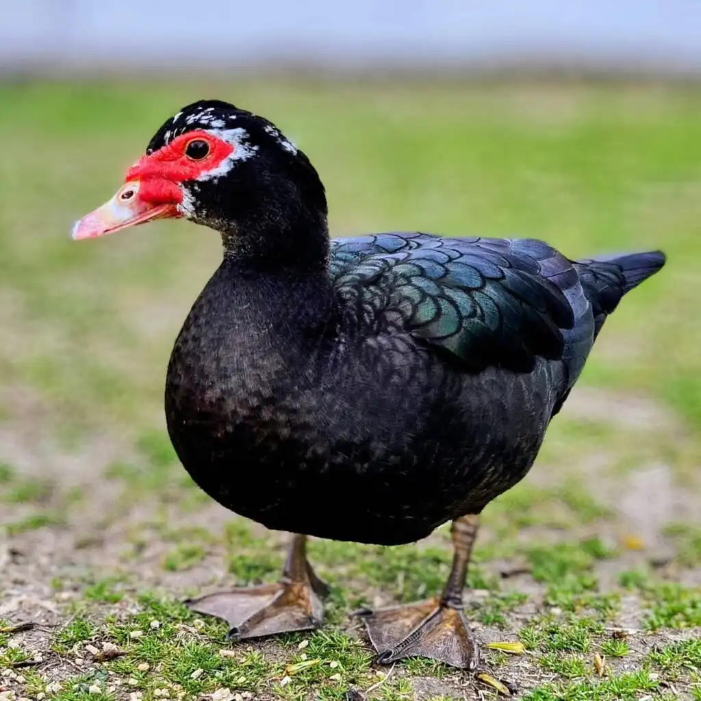 Muscovy Duck