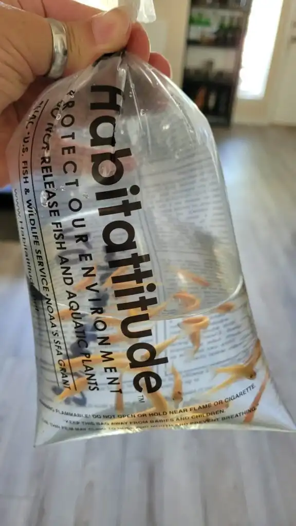 small fish in a bag