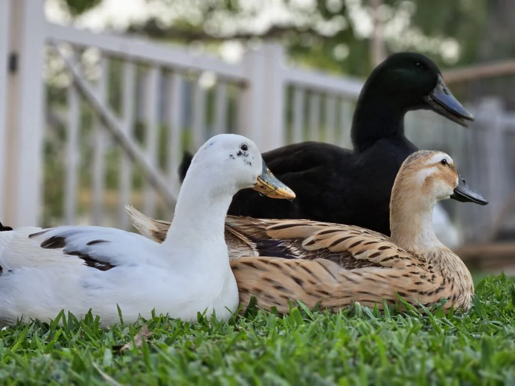 harmonic ducks