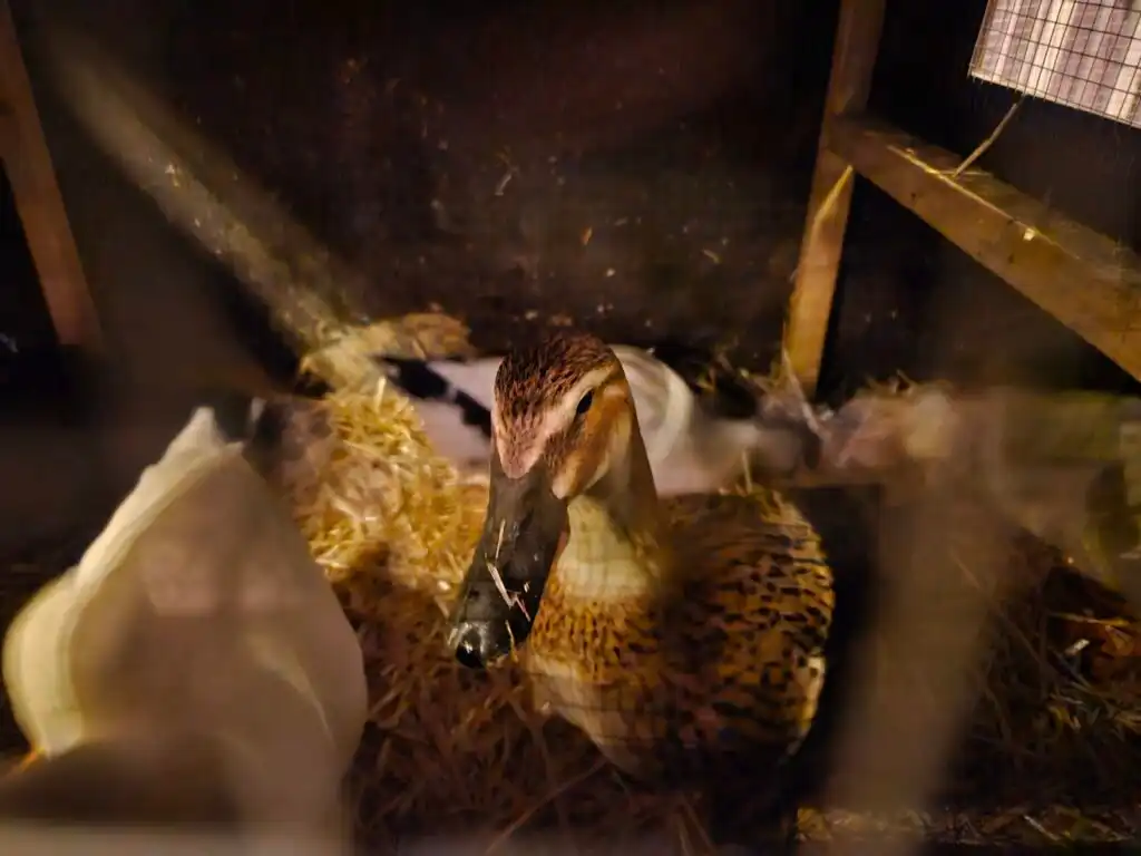 duck inside the DIY Duck House