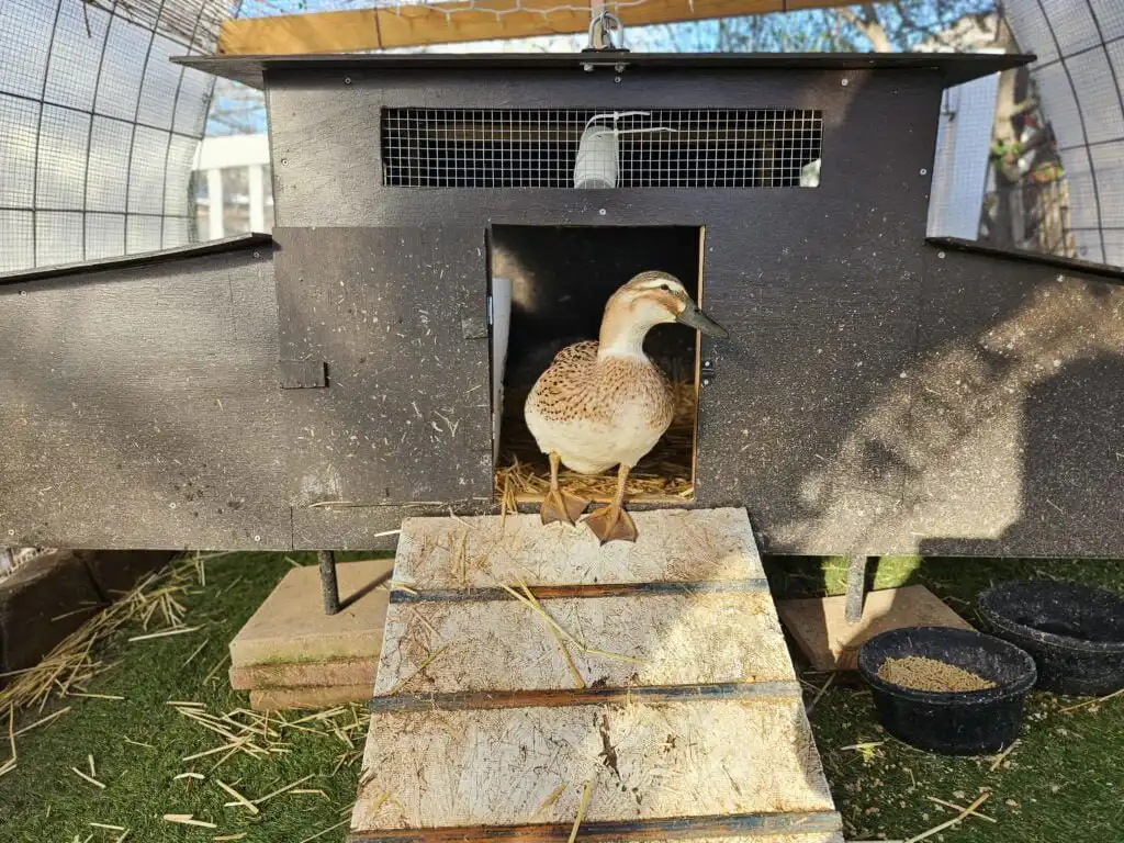 duck coop