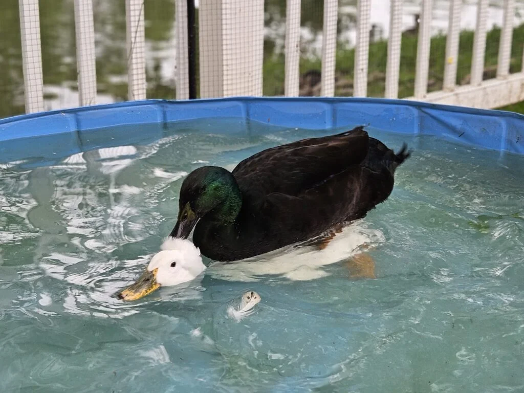 ducks mating