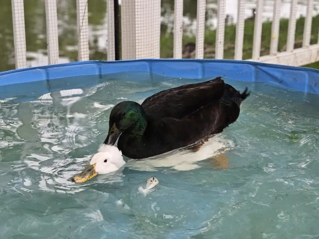 mating ducks in water
